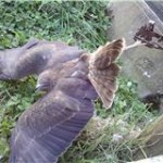 Australasian harrier hawk trapped in a banned leg-hold trap.