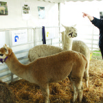 Teresa Swann at Fieldays