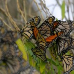 Monarch butterflies seek shelter in the willows at Apollo Park.