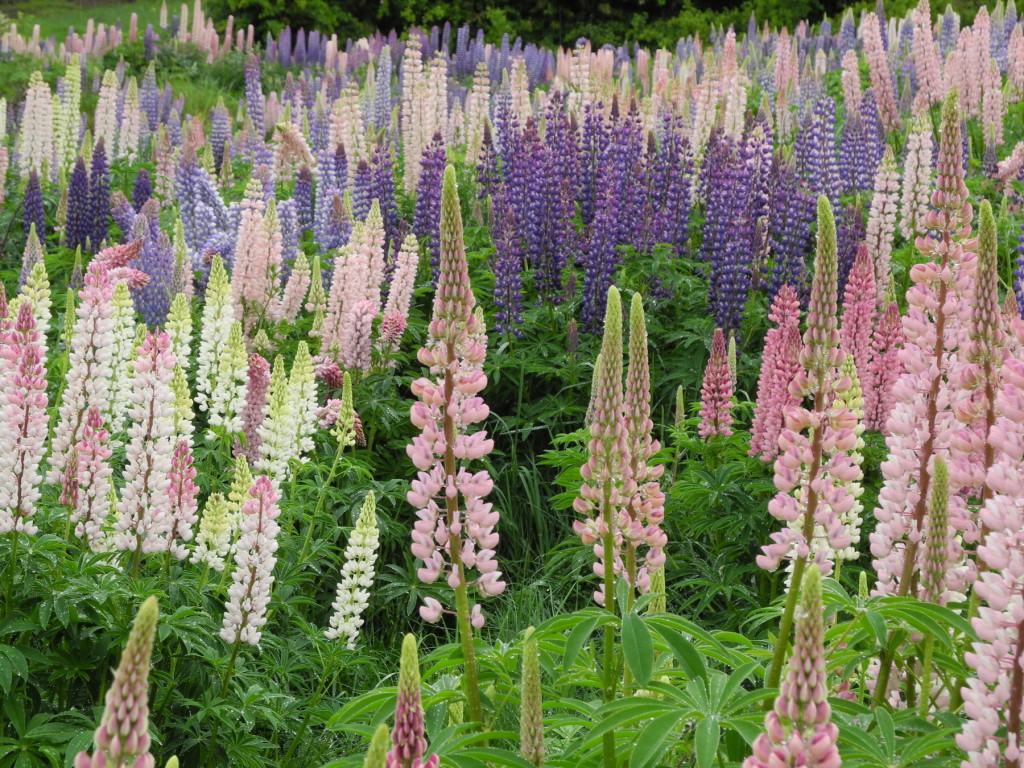 Lupins in flower. Picture: Geoff Ridder (copyright)