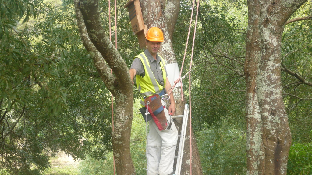 Tree hut: Workers climbed a pine tree on the bank of the Waikato River last weekend to fix one of three new bat houses for New Zealand’s native mammal.