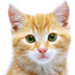 The SPCA are calling for all cats to be microchipped