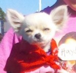 Winning chahuahua