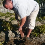 Wiremu Puke harvesting kumara at Hamilton's Te Parapara gardens.