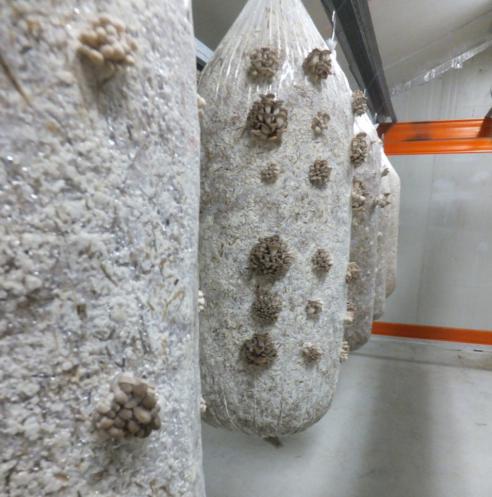 Oyster mushrooms sprout inside Lennart's "magic" shed