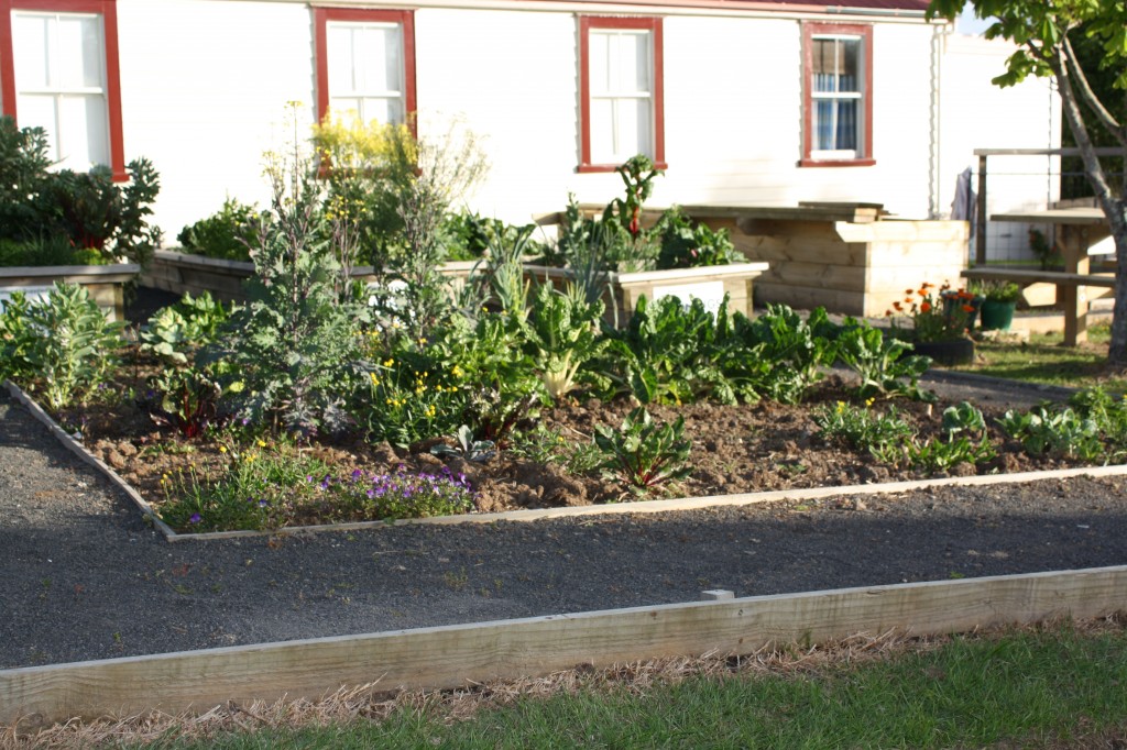 Just one of the flower and vegetable planter beds the Te Aroha Lions re-modelled for the community. Photo: Daniel Whitfield