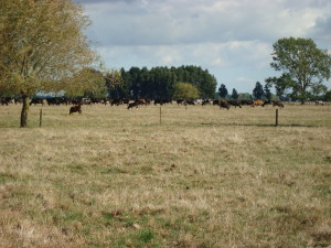 Amber Reid Farms after a light shower.