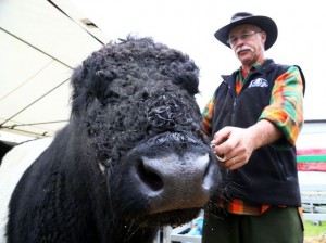 POPULAR PRETTIES: Graham Turner with a Galloway cattle. Photo: Evan Xiao 
