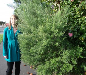 Bushes overgrowing onto the path on Hogan St tend to get in the way. PHOTO Sophie Iremonger