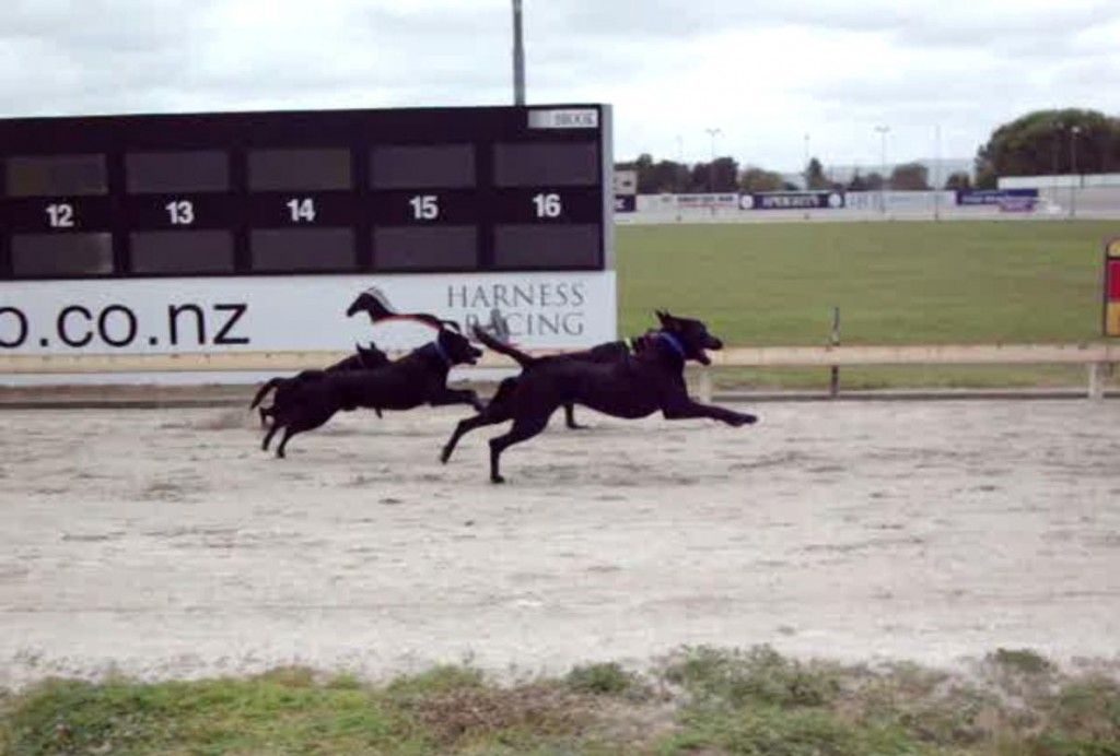 RUFF RACING: Family dogs loved racing each other at the Pooch Racing on Sunday. PHOTO: Sophie Iremonger