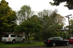 Tree hits power lines as gusts hit Claudelands area.  Photo: Audrey Ellis