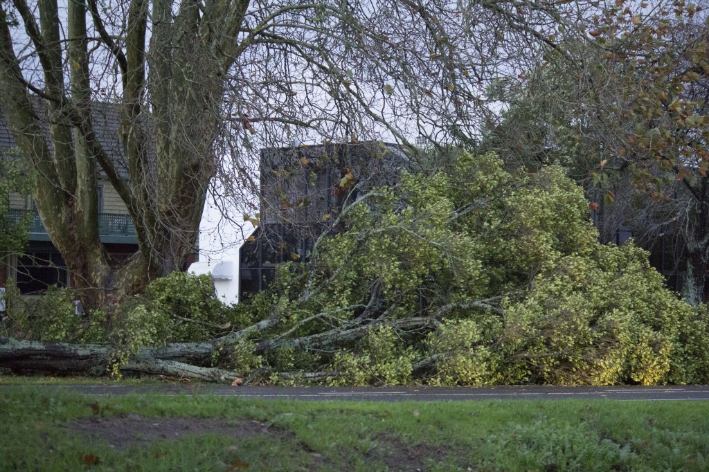 A fallen tree on Boundary Road