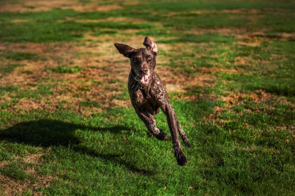The Art of Flight: Sherlock the German Short-Haired Pointer prepares to lift off mid-stride. Photo: Craig Richmond Gundog