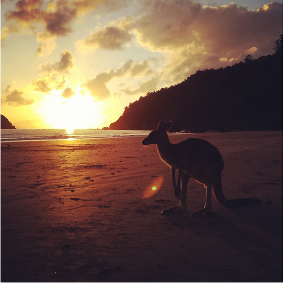 G'DAY: A kangaroo greets Instagrammers on Hillsborough Beach in Queensland. Photo: Sarah Biss