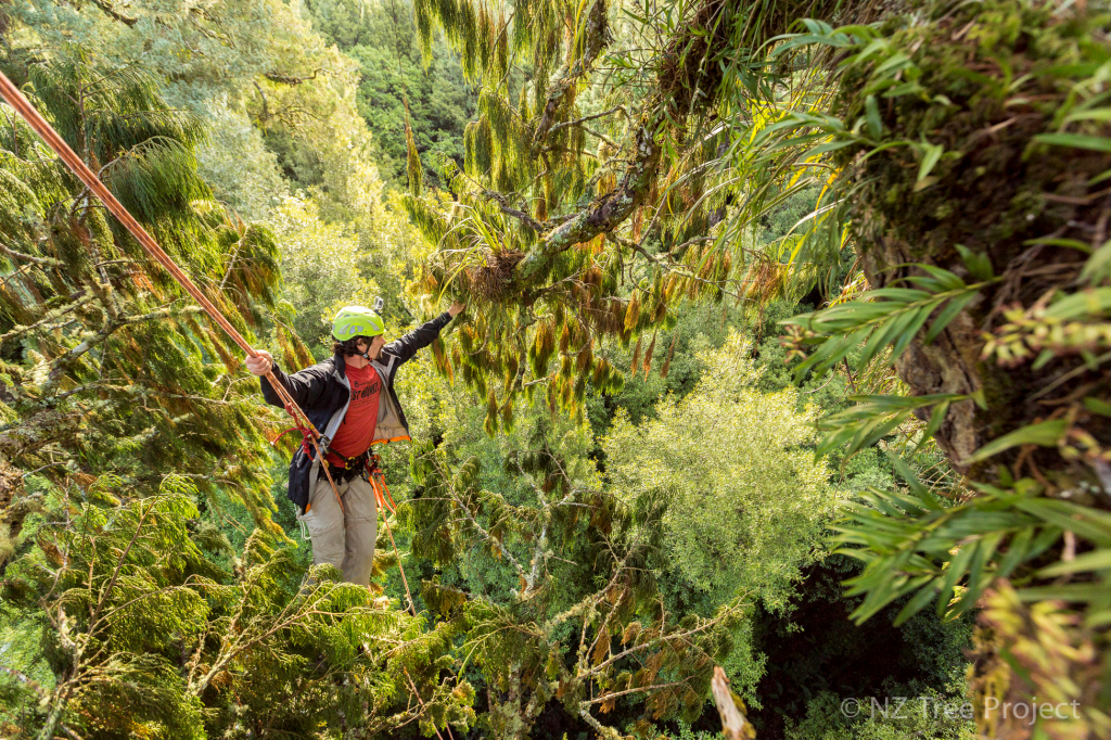 TREE PROJECT: Wintec arborist Andrew Harrison  41 metres up in the Pureora forest. Photo: NZ Tree Project