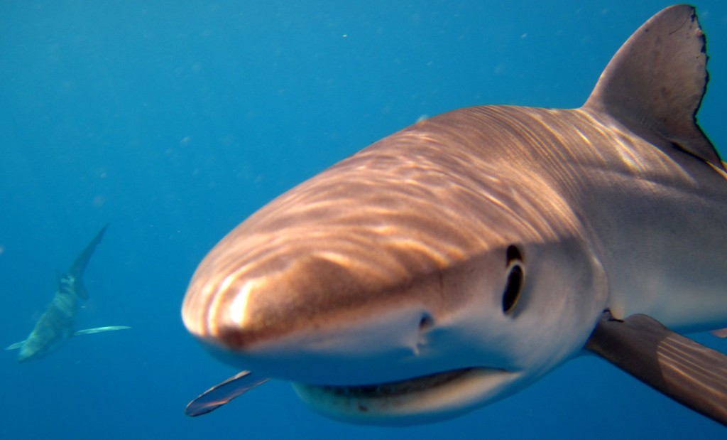 Blue sharks are one of 112 shark species known to inhabit New Zealand waters. Photo: supplied
