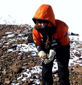 Clare Beet spent three weeks in Antarctica collecting springtails. Photo: supplied.
