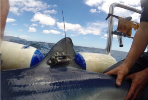 Riley Elliott has place 16 tags on blue sharks in New Zealand waters. Photo: supplied.