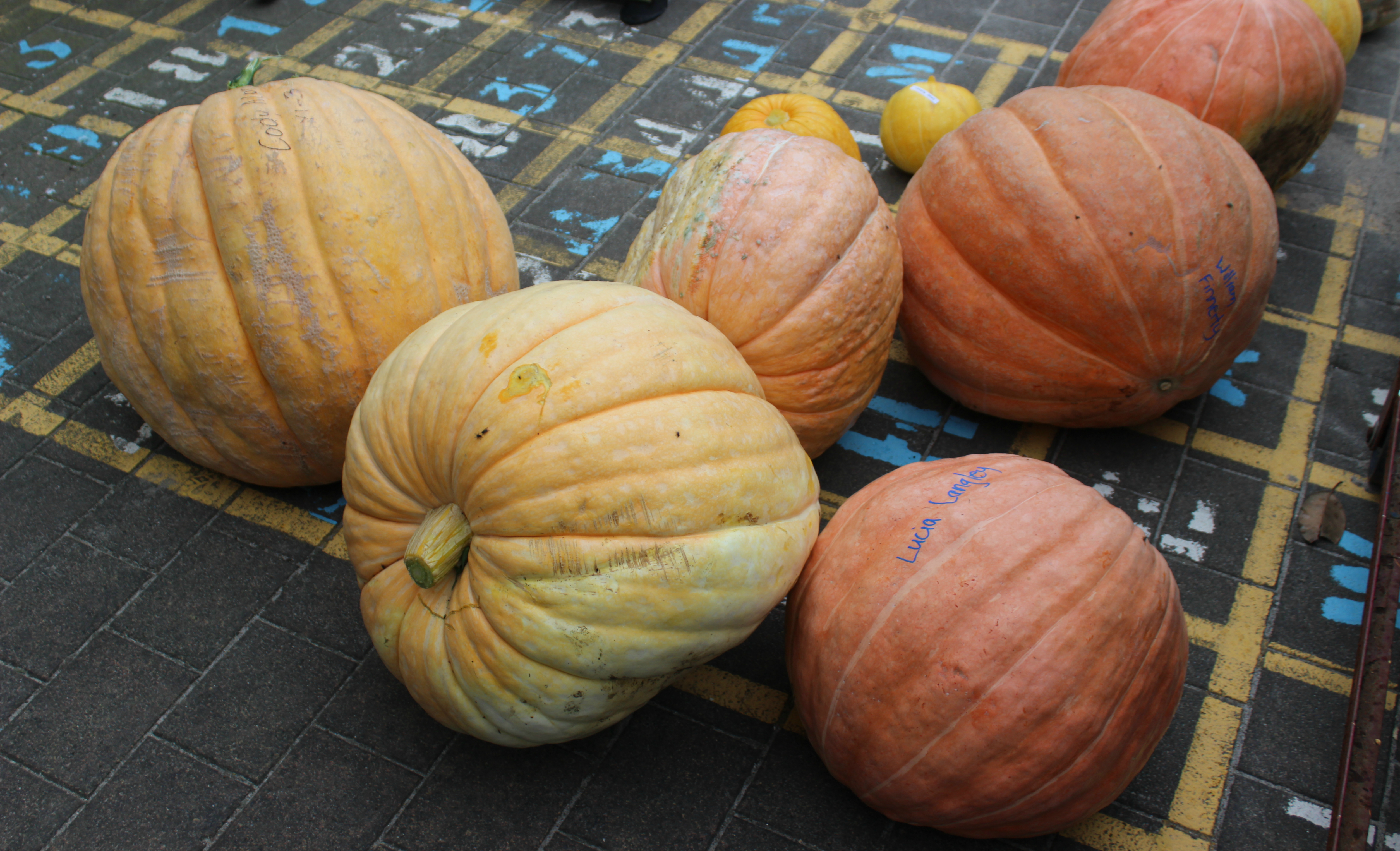 Pumpkin Wars: Some of the largest pumpkins grown by students up for judging at Tatuanui School. Photo: Jess Meek