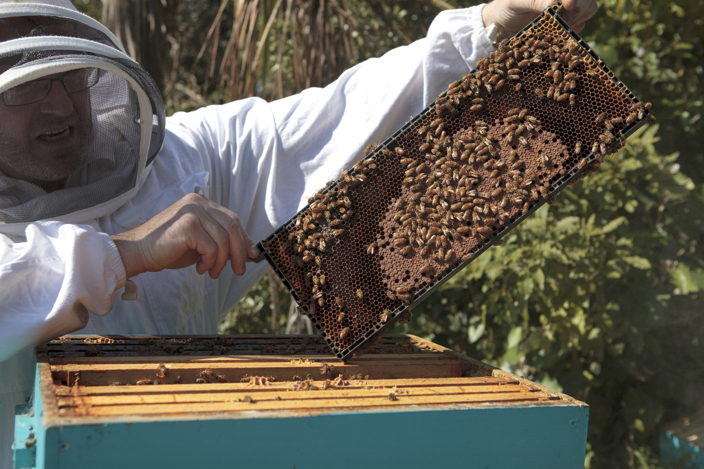  Newlands Intermediate deputy principal Simon McAtamney with the frames from inside the hive. Photo: Rachel Binning