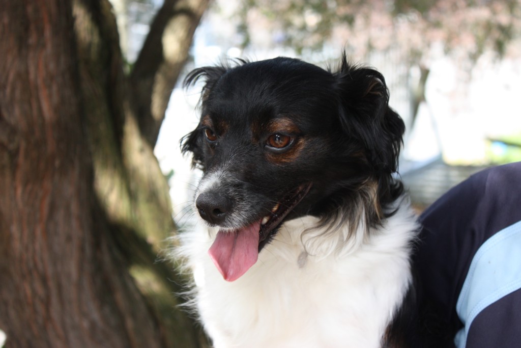 Foxie, a spaniel x foxie up for adoption at Waipa pound.