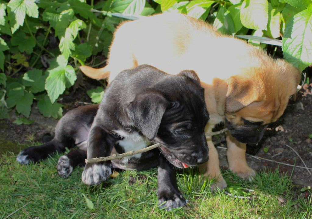 two of the six week old puppies being fostered by Littlejohn for DC Rescue dogs.