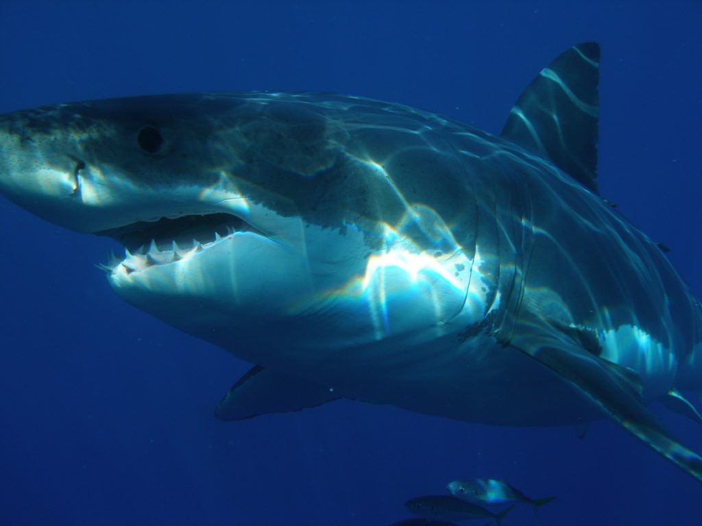 A great white shark