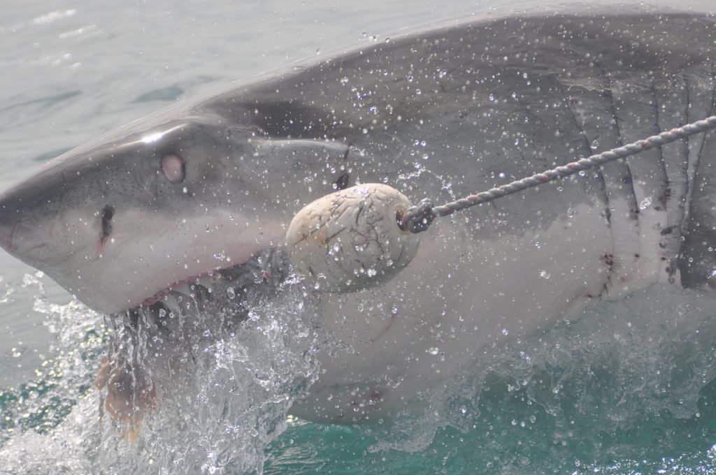 Photo: Supplied/Pixabay. Great white shark attacking a rope.