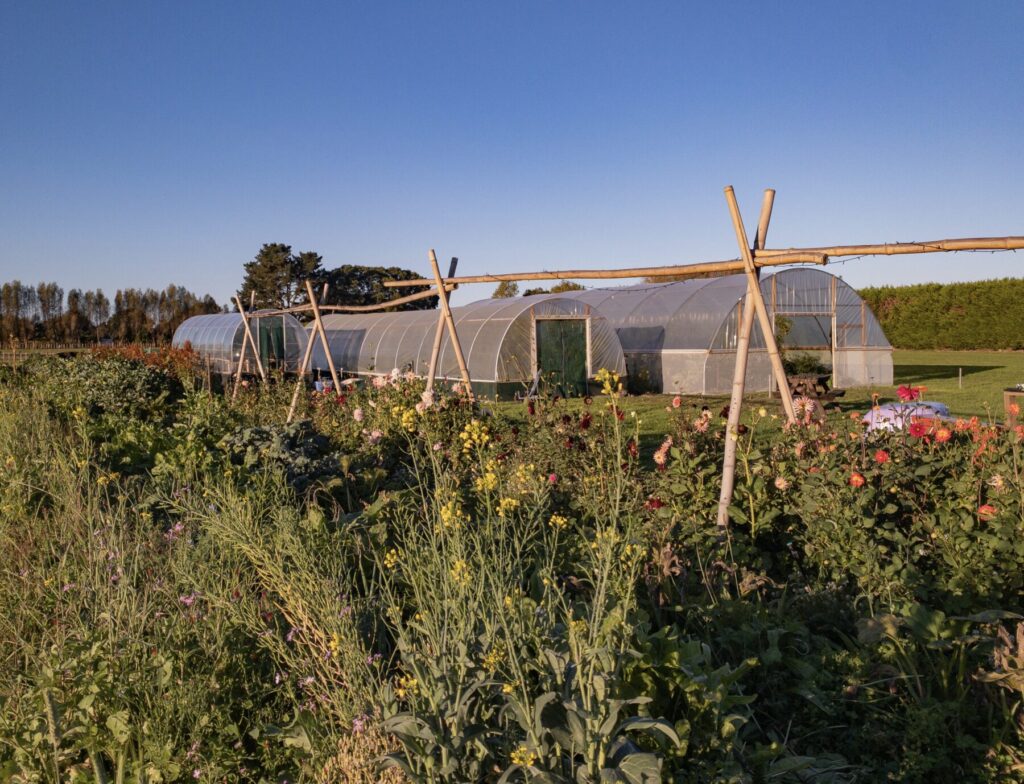 garden with wildflowers, tunnel house, blue sky