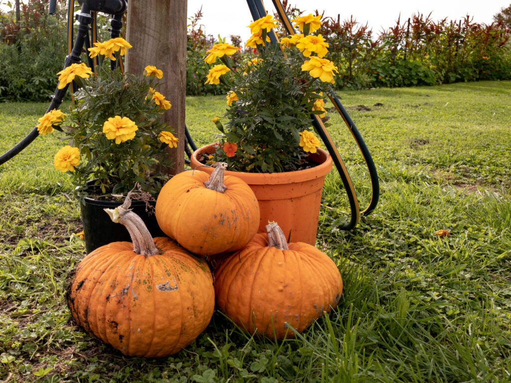 Pumpkins stacked in front of flowerpots